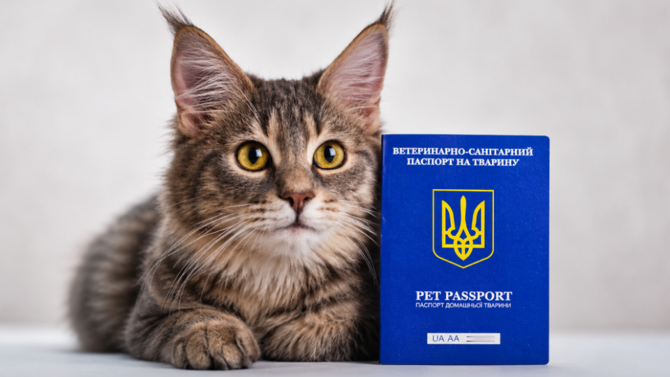 Для домашних животных готовят цифровые ветпаспорта: придется ли менять старые документы