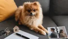 Бывший партнер забрал собаку после разрыва отношений: можно ли вернуть ее через суд