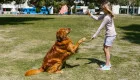 Чи може дитина самостійно вигулювати собаку: за що власникам загрожує штраф до 5 тисяч грн