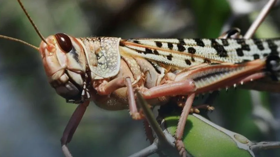 Not Every Locust is Dangerous – Only When an Invasion Can Really Destroy the Crop