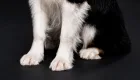 Штрафы, арест и до 8 лет тюрьмы: какое наказание грозит за жестокое обращение с животными