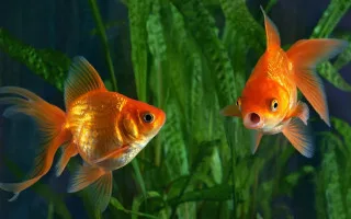 Суд признал двух золотых рыбок существами с правами и постановил забрать их из суши-ресторана