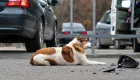 Водителей хотят строже наказывать, если после ДТП они оставили животное без помощи