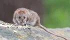 In Lviv region, a man was diagnosed with hantavirus after traveling abroad