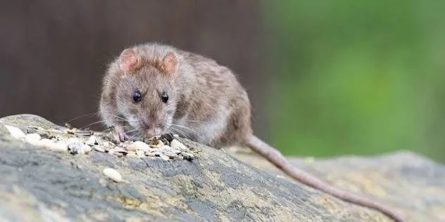 In Lviv region, a man was diagnosed with hantavirus after traveling abroad