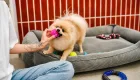 Due to a Low-Quality Toy, a Pet Required Surgery: Can the Seller Be Forced to Pay for the Treatment