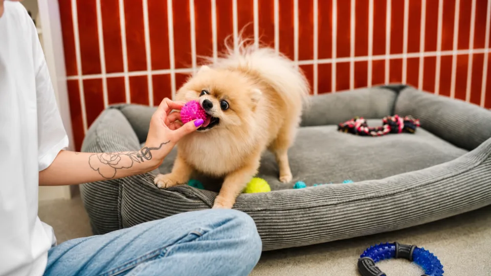 Due to a Low-Quality Toy, a Pet Required Surgery: Can the Seller Be Forced to Pay for the Treatment