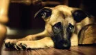 До 8 500 грн штрафа и конфискация животного: за что могут наказать владельцев кошек и собак