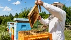 Коли бджоли стають проблемою для сусідів: за які порушення можуть оштрафувати пасічника