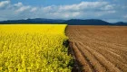 Landowners May Receive Fines: Which Taxes Need to Be Paid