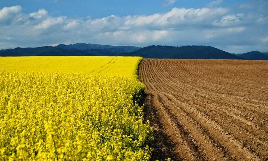 Landowners May Receive Fines: Which Taxes Need to Be Paid