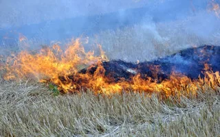 За сжигание сухостоя можно попасть в тюрьму или заплатить штраф в размере до 153 тысяч гривен