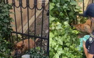 Пришлось вырезать из забора: в Ровно спасли собаку, видео