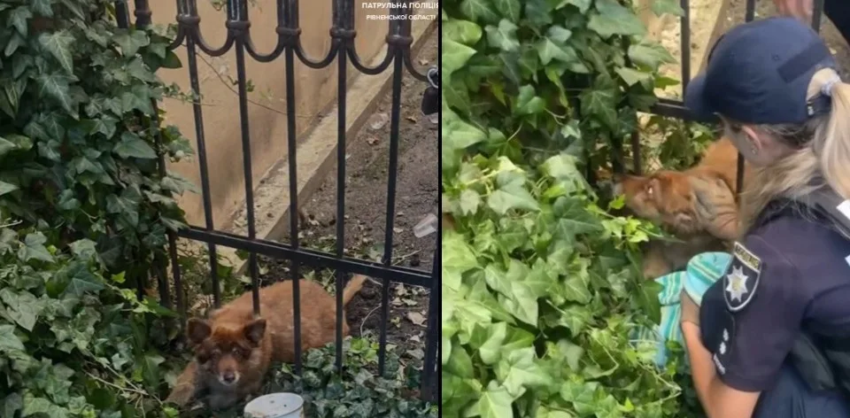 Пришлось вырезать из забора: в Ровно спасли собаку, видео