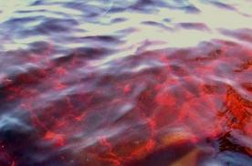 В Бердянске море окрасилось в красный цвет