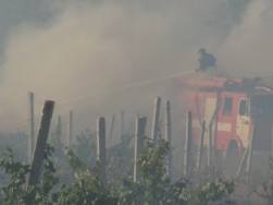 В Крыму пожар уничтожил 40 гектаров виноградников