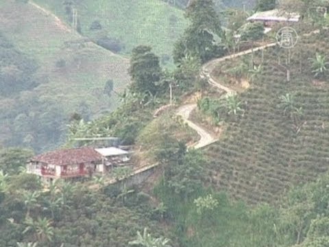 Клещ атакует плантации колумбийского кофе