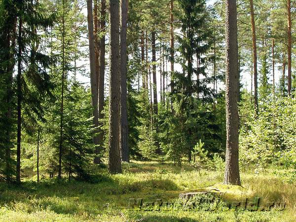 Вандалы на внедороджниках устроили гонки в Святошинском лесу 