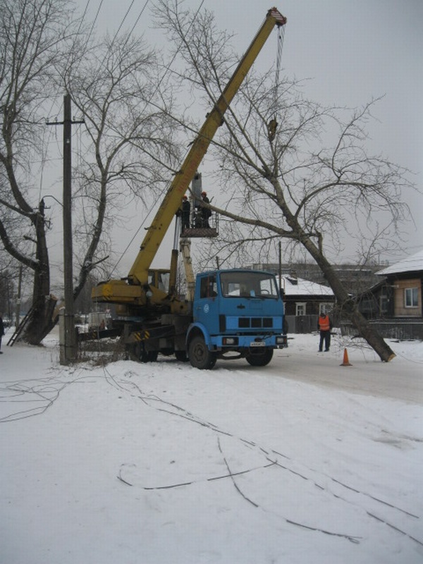 Спиленное дерево обесточило 32 населенных пункта во Львовской области