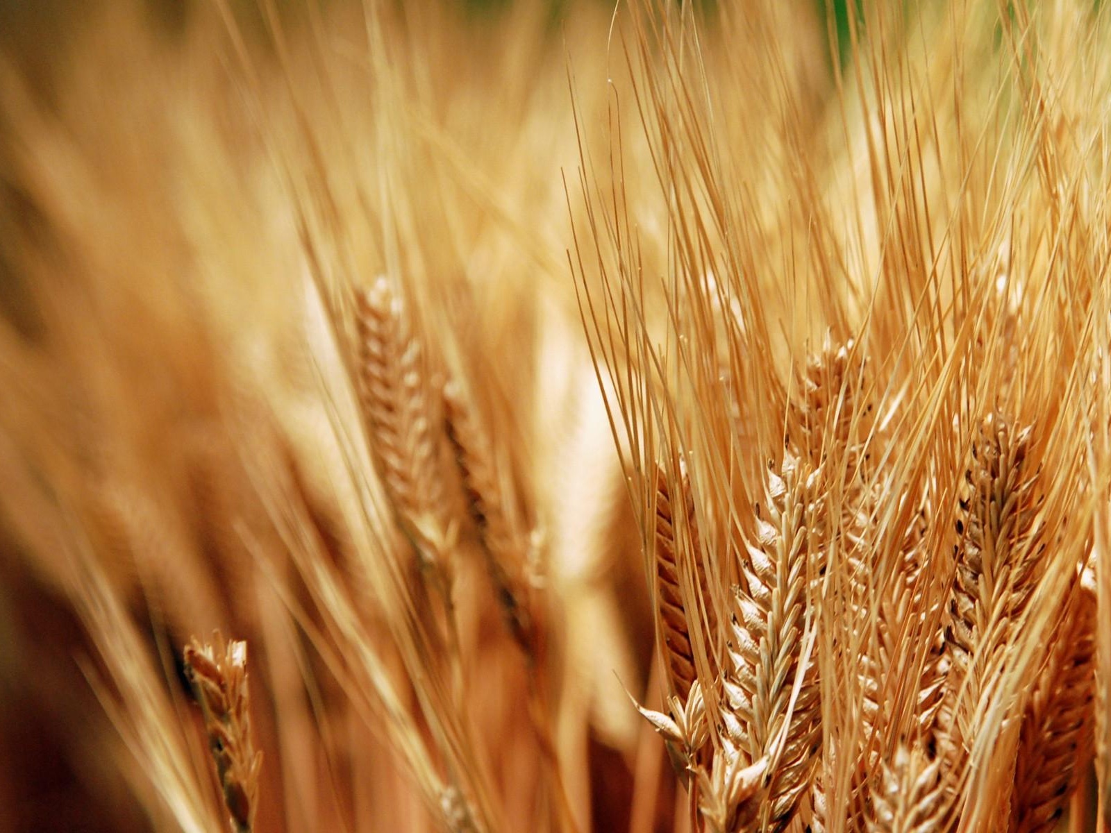  Харьковские чиновники незаконно продали зерно на более чем 2 млн грн