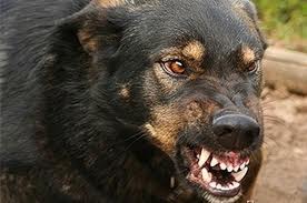 В Полтаве ищут собаку, которая покусала 35 человек