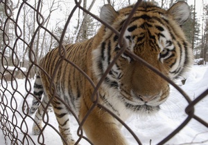 В Одесском зоопарке тигр покусал посетителя