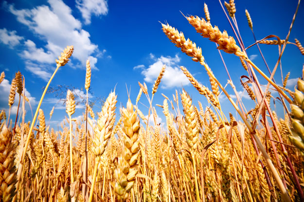 Предприниматель продал чужую пшеницу на сумму свыше 1,4 миллиона гривен