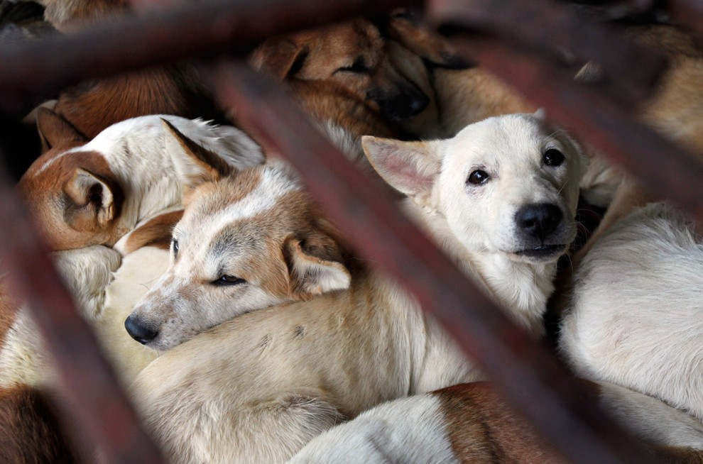Парламенту предложили усилить ответственность за жестокое обращение с животными