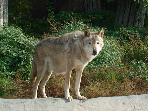 В Киеве волчица покусала сотрудницу зоопарка