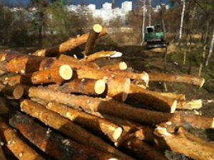 КГГА предоставляла разрешения на уничтожение деревьев в столице