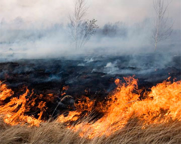 В Украине ожидается высокая пожароопасность