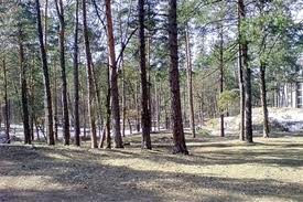 Суд удовлетворил 64 иска прокуратуры о возврате государству земель Беличанского леса