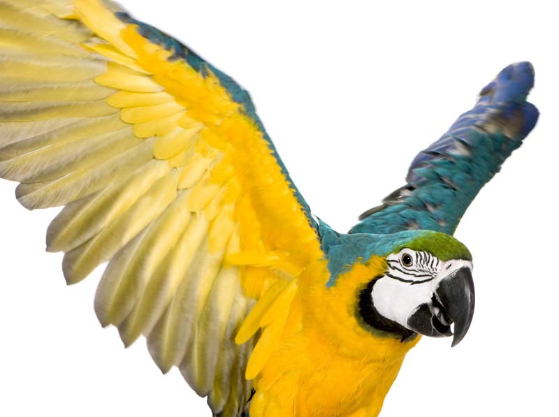 У Минобороны Великобритании отсудили 2,2 тысячи фунтов за гибель попугая 
