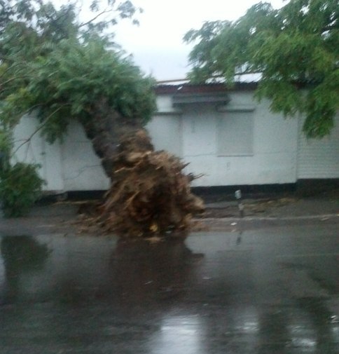 Ураган в Херсоне повалил почти 40 деревьев и 2 крана