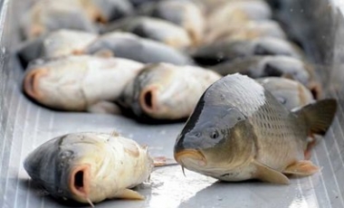 Вылов рыбы будет осуществляться в соответствии с новыми лицензионными условиями