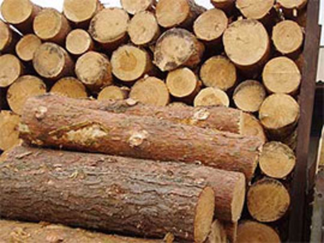 Экспорт лесоматериалов всех пород деревьев хотят запретить