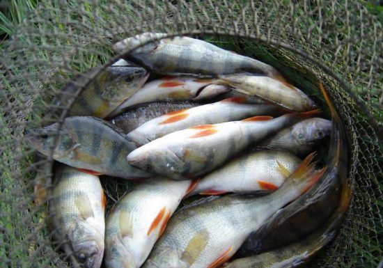 Рыболовов могут посадить на три года за вылов рыбы в запрещенном месте
