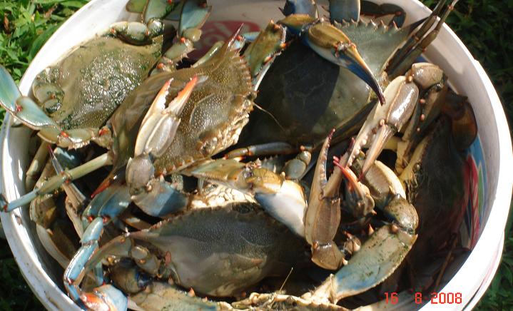 Браконьер незаконно выловил морепродуктов на 750 тысяч гривен