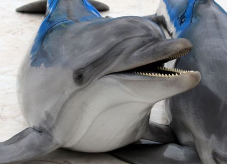Комунальщики Крыма выкинули на свалку живого дельфина