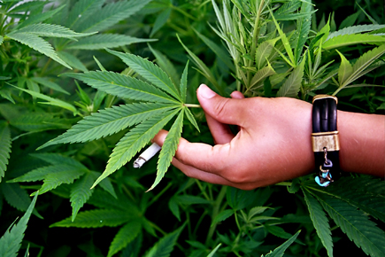 В Уругвае легализировали марихуану