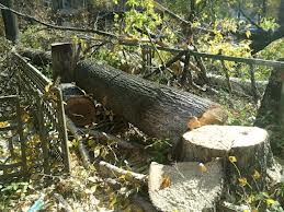 Суд заставил киевлянку возместить 116 тысяч стоимости деревьев