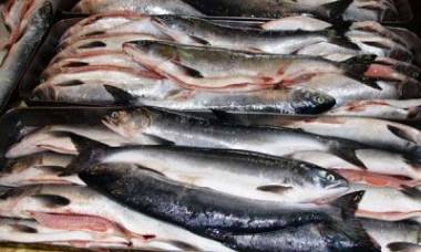 На рынках Украины подделывают документы на продажу рыбы