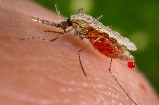 В двух областях Украины зафиксировали случаи заболевания малярией