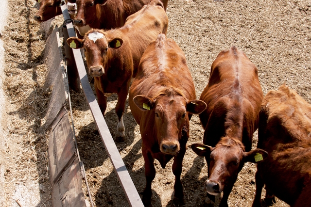 Планируют уменьшить экспортную пошлину на живой скот и кожевенное сырье