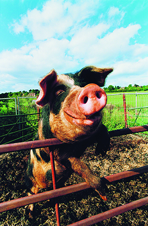 Во Франции суд обязал свиноферму выплатить компенсацию оглохшему из-за свиней работнику