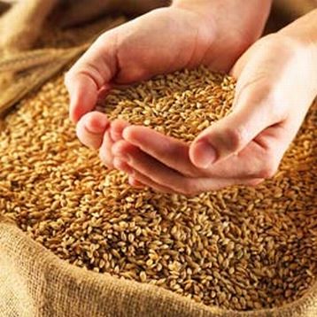 Причерноморский зерновой комитет будет осуществлять мониторинг ситуации на рынке зерна