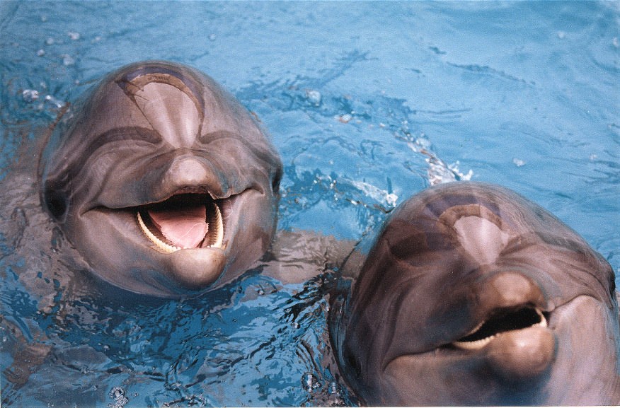 Дельфины под арестом: Алуштинский суд постановил арестовать животных. ВИДЕО