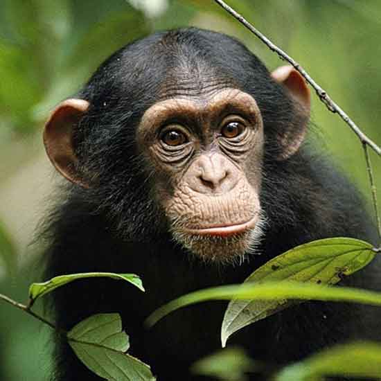 В США подали иск о предоставлении шимпанзе правовой индивидуальности