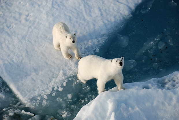 Канада заявит претензии на Северный полюс