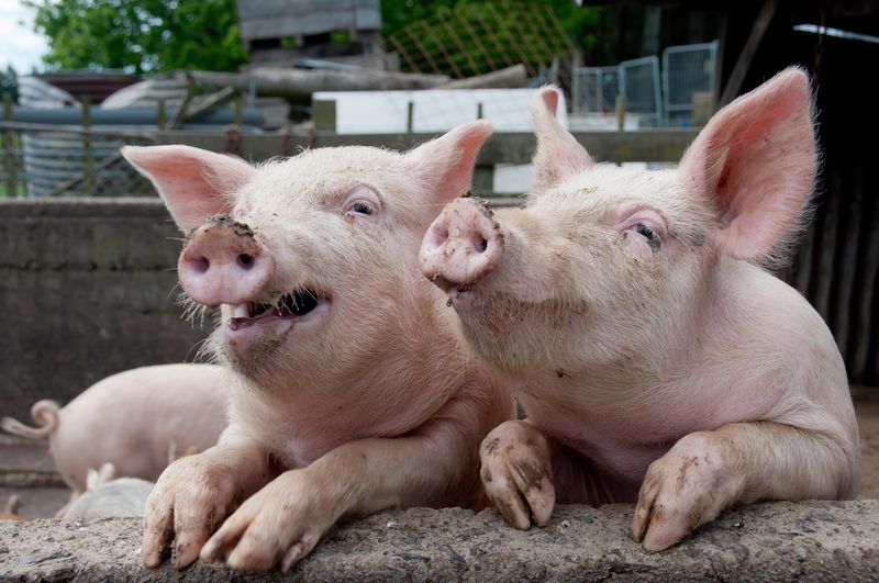 Государство выплатит компенсацию за уничтожение свиней из-за африканской чумы. ВИДЕО